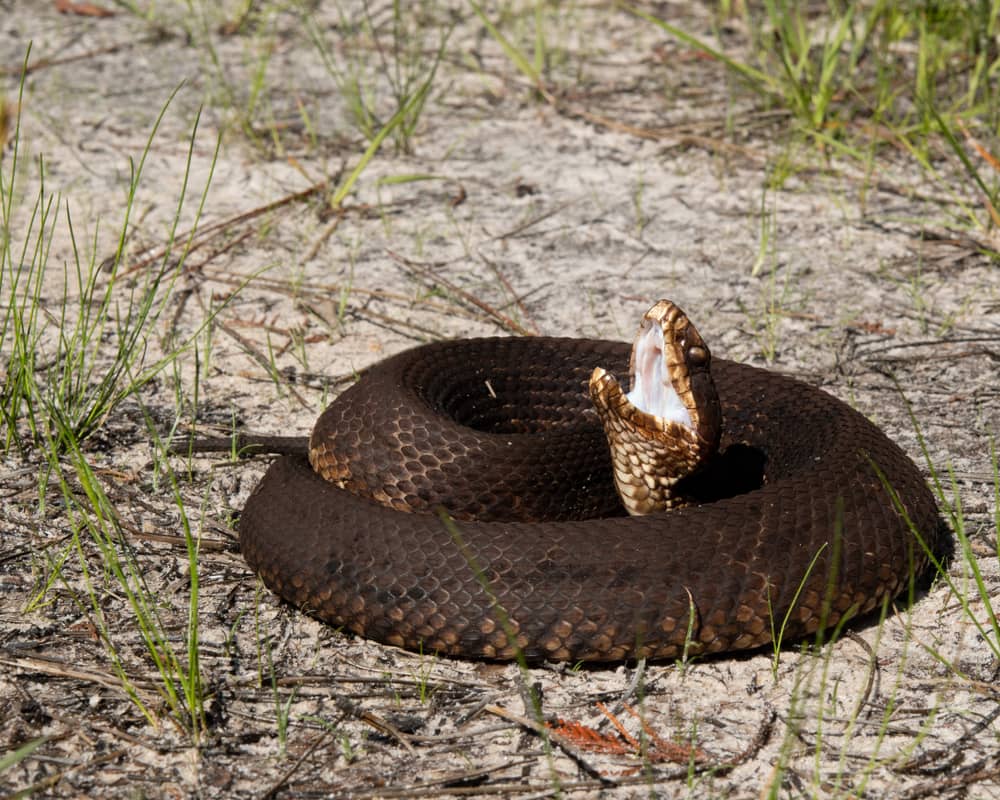 How to Identify a Baby Cottonmouth Snake (16 Helpful Photos)