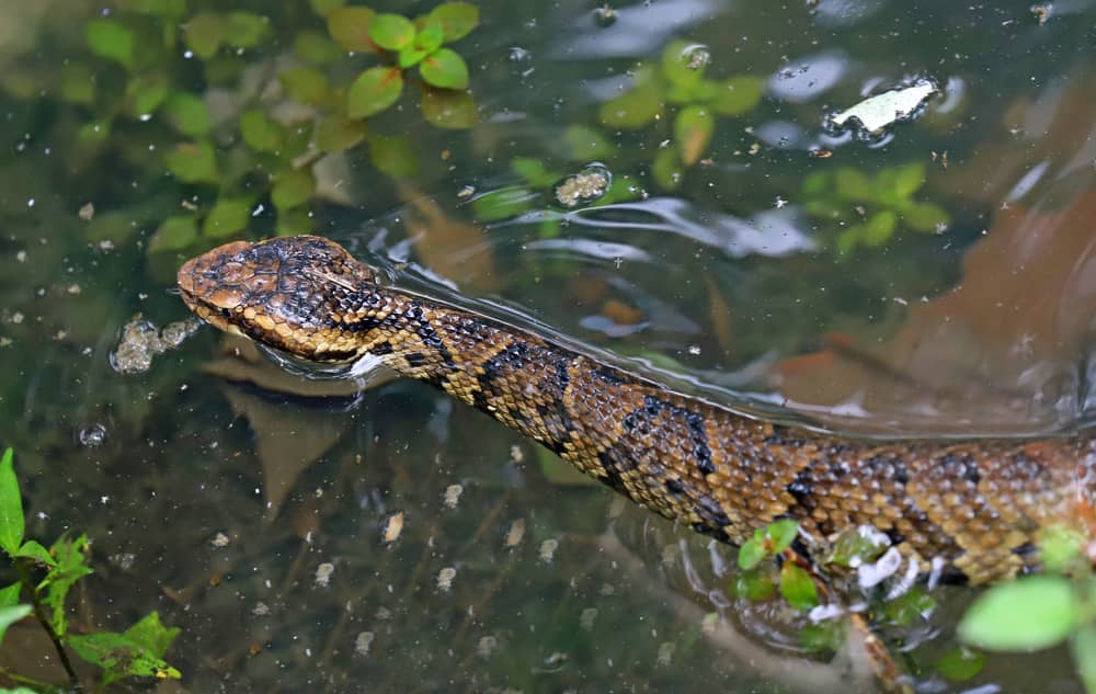 baby water moccasin