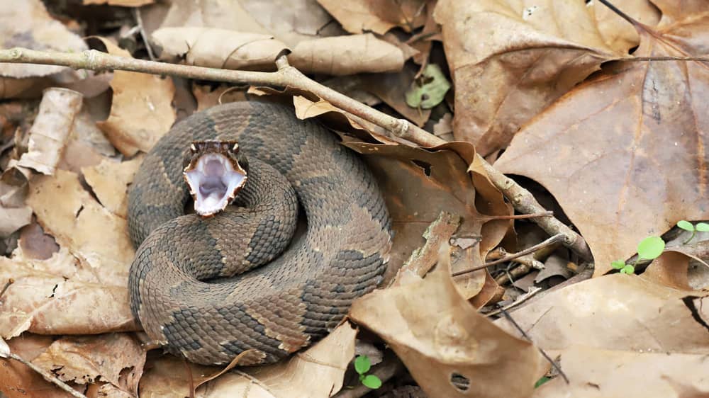 How To Identify A Baby Cottonmouth Snake 16 Helpful Photos