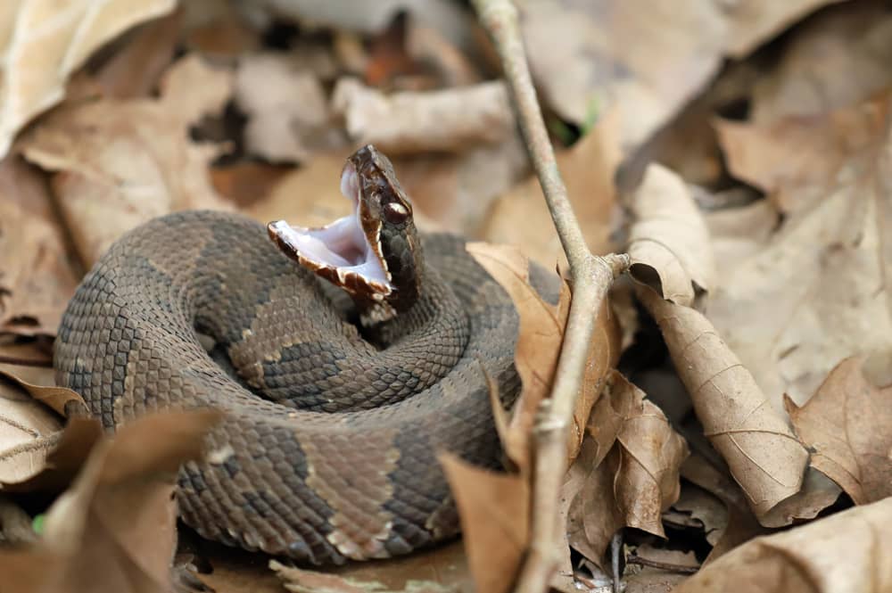 baby water moccasin