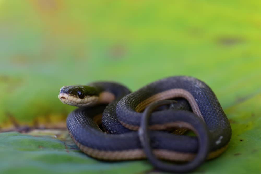 How To Identify A Baby Cottonmouth Snake 16 Helpful Photos