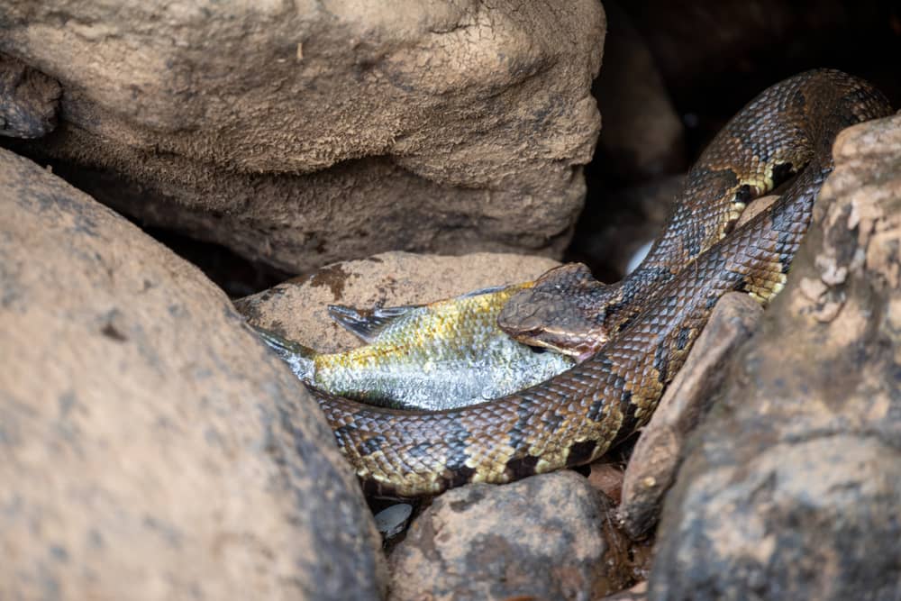 baby water moccasin