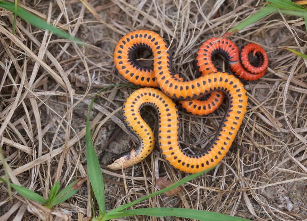 Ringneck Snake Playing Dead, Ringneck Snake Playing Dead