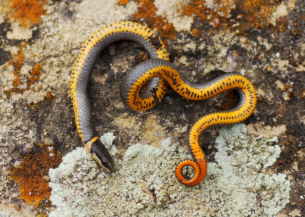 regal ringneck snake eating