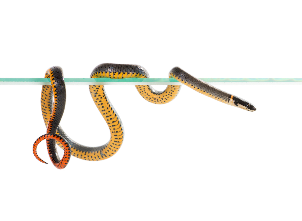 yellow banded ring neck snake wrapped around a stick