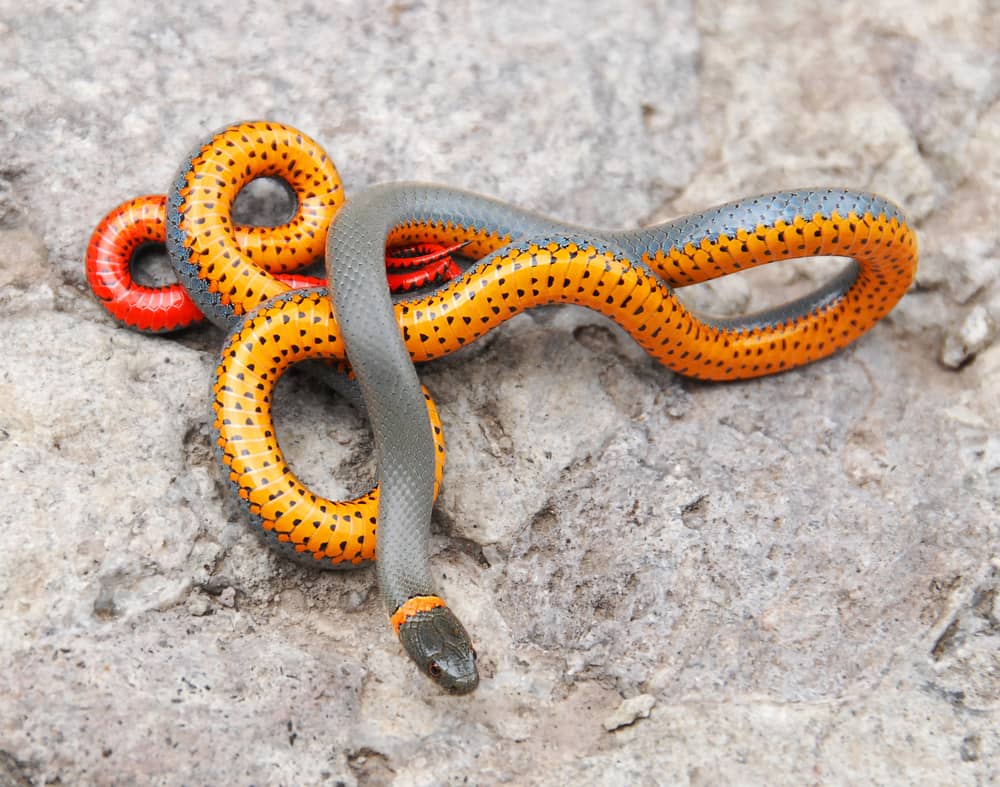 regal ringneck snake eating