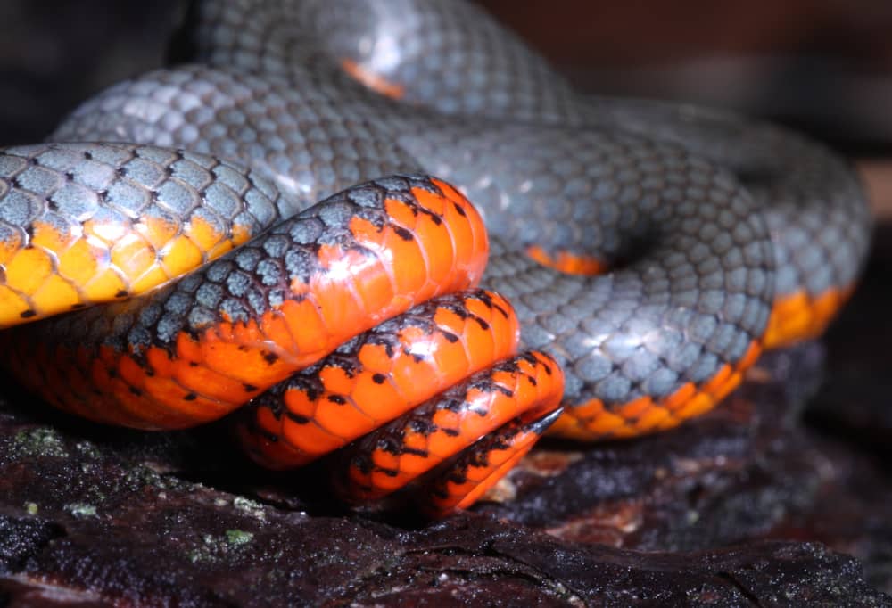 Snake Profile: Ringneck Snake (9 Riveting Photos)