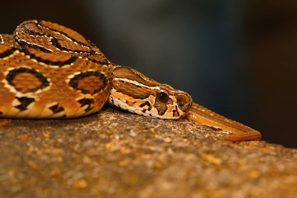 snake-profile-russell-s-viper-with-10-extraordinary-photos