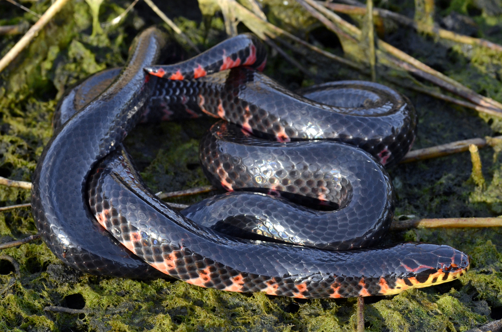 western mud snakes also commonly get mistaken for cottonmouths