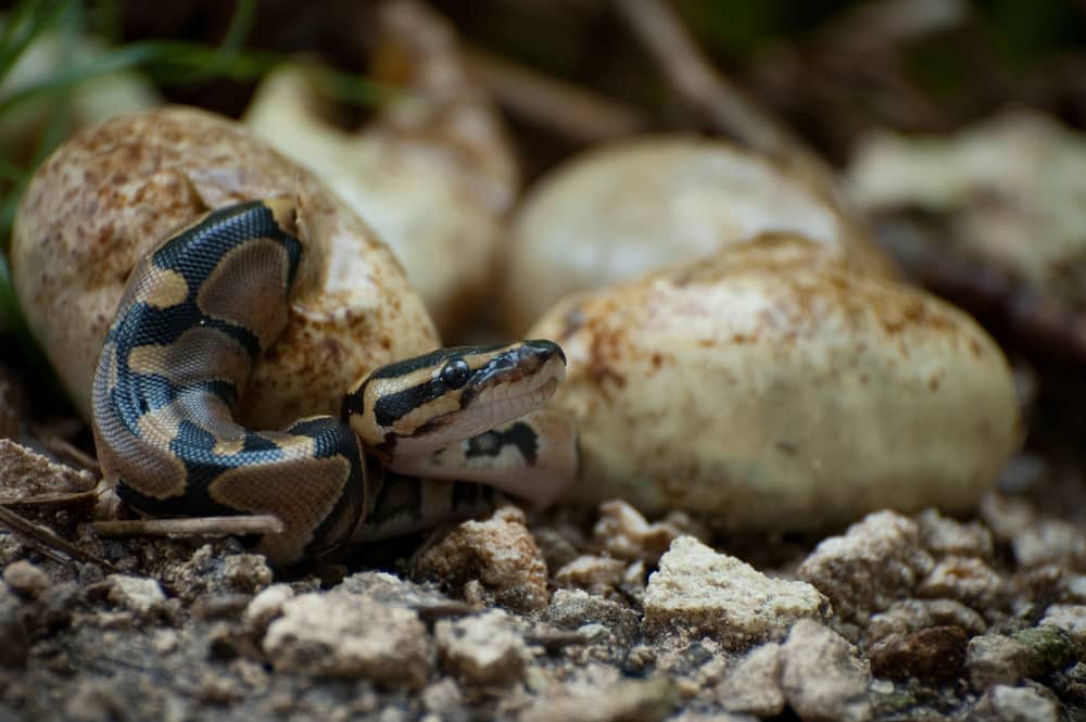 Snake Laying Egg