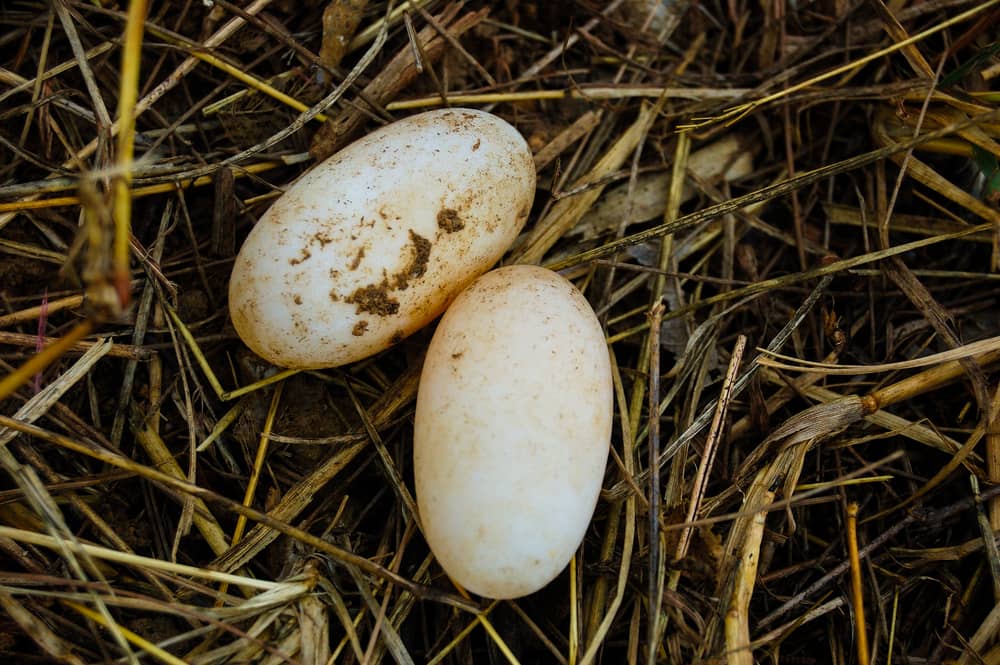 Everything You Need to Know About Snake Eggs (10 Pictures)