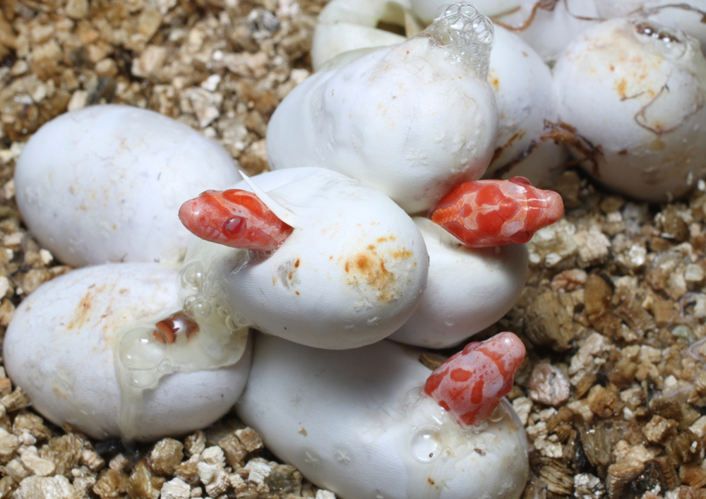 new born corn snakes hatching out of their eggs