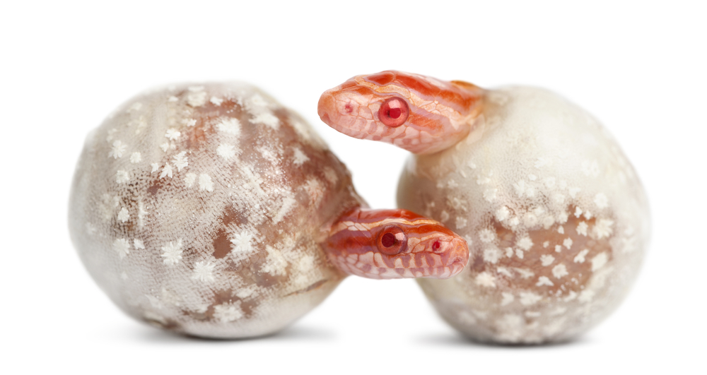 baby corn snakes hatching out of their eggs