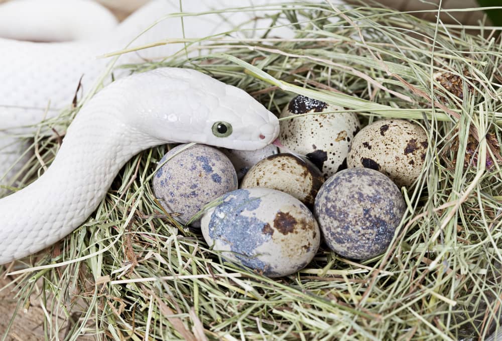 Blue Snake Egg