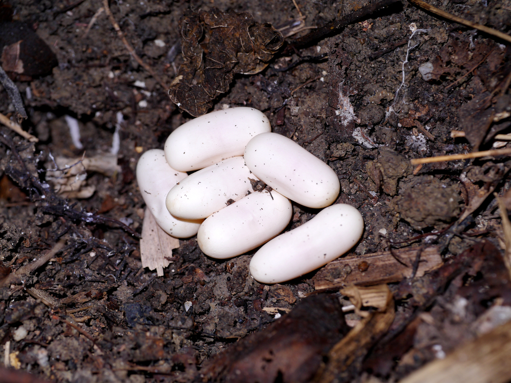 pearl white oblong shaped snake eggs