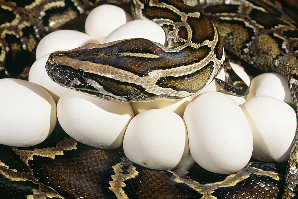 Everything You Need to Know About Snake Eggs (10 Pictures)