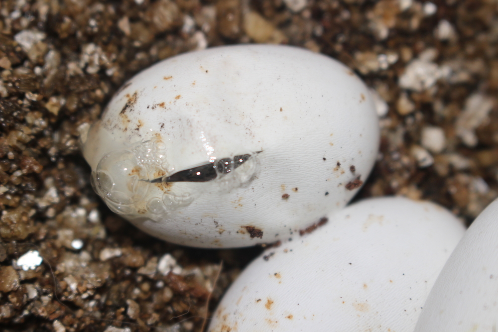 a hatching serpent egg