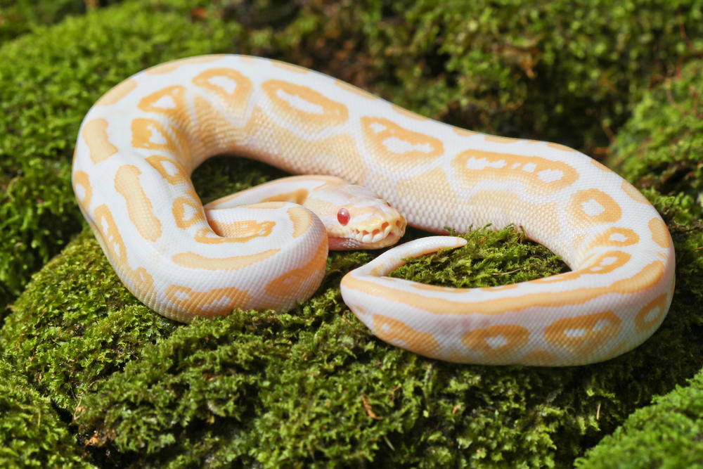a very white and bright yellow ball python albino mroph hanging ut on some moss