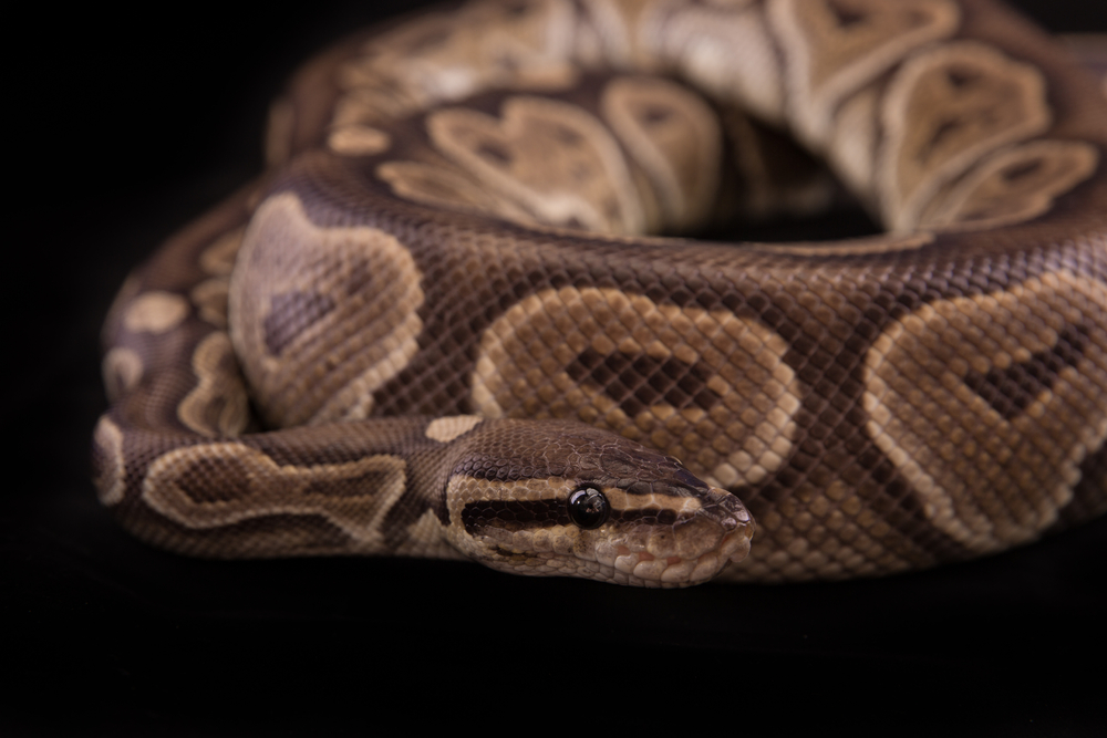 another cinnamon ball python on a black background high def